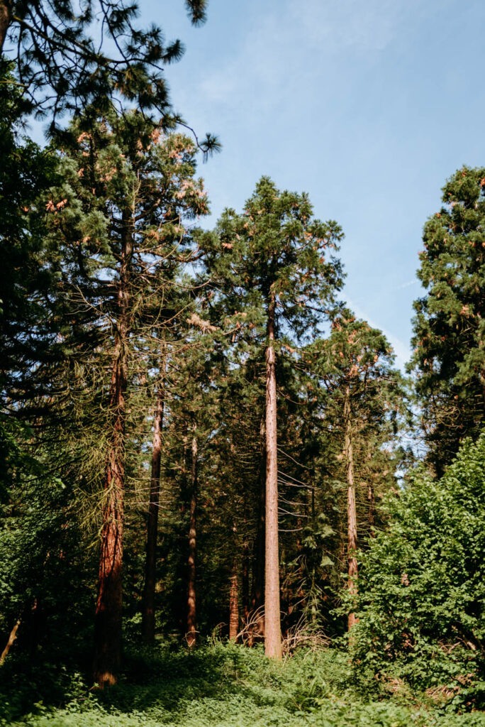 Kalifornische Mammutbäume bei blauem Himmel im Sonnenlicht