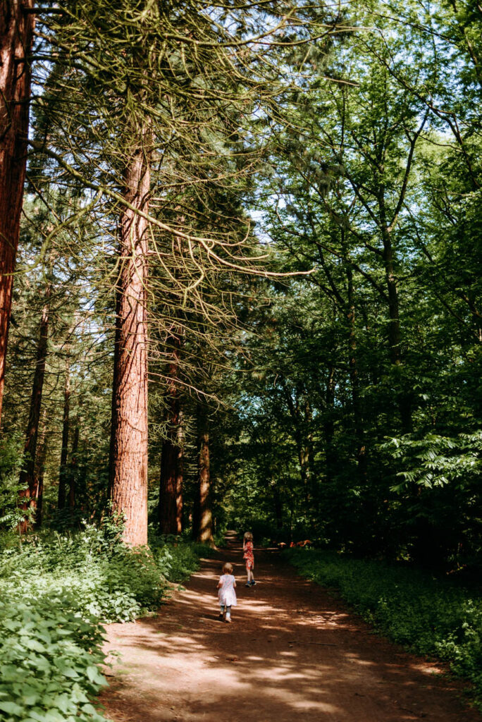 Der Weg in den Wald führt uns zu den kalifornischen Mammutbäumen. Die Kinder laufen vornweg auf dem Weg.