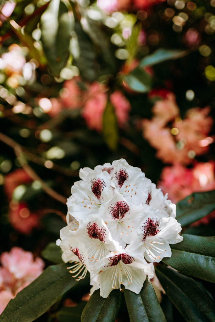 Rhododendron Sappho, Detailaufnahme Blütenkopf