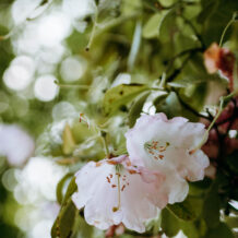 Nahaufnahme Rhododendron souliei mit zarten weiß-rosa Blüten