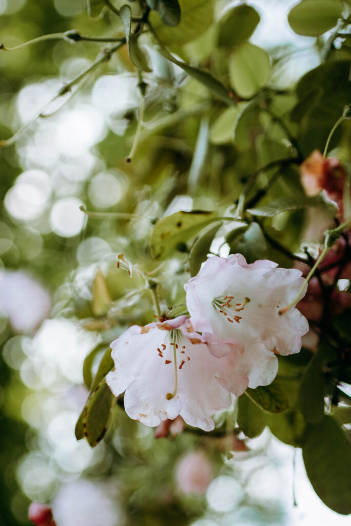 Nahaufnahme Rhododendron souliei mit zarten weiß-rosa Blüten