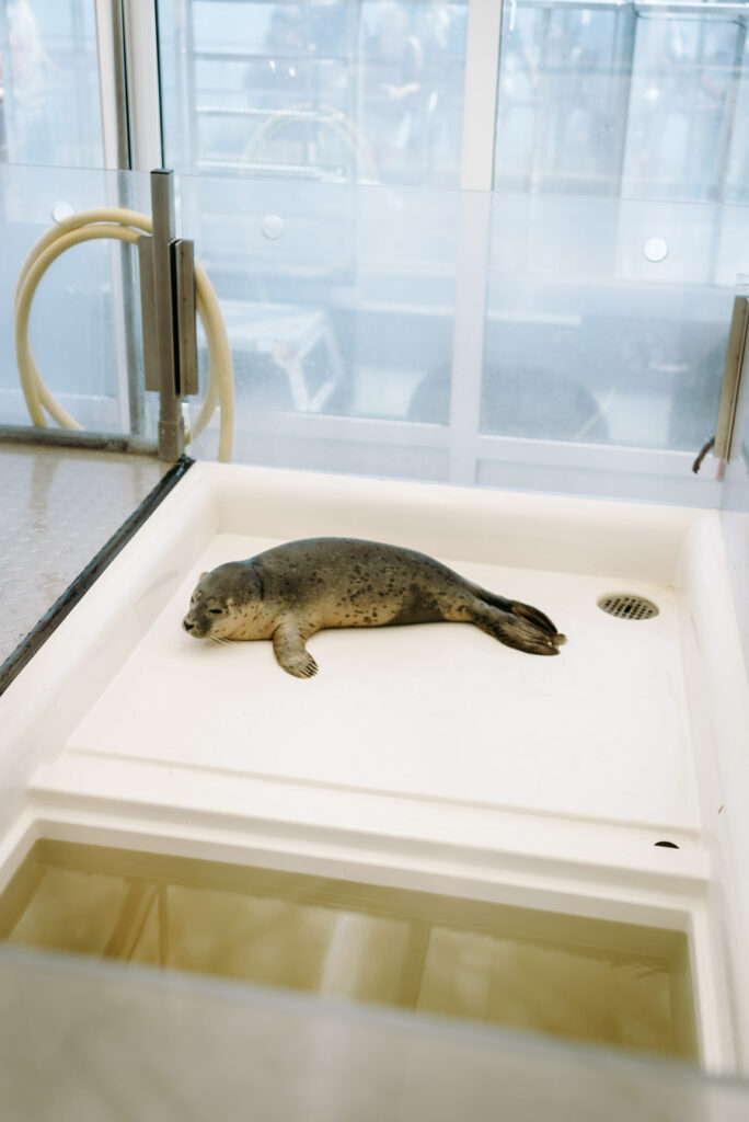 Ein Seehund liegt in seiner Quaratänebox