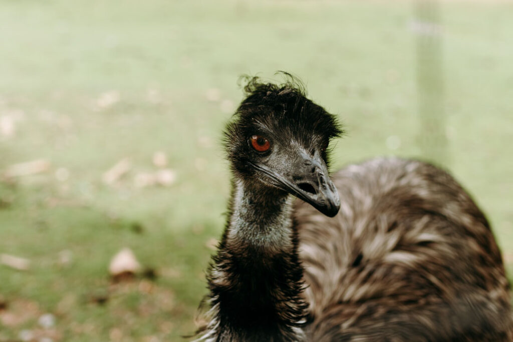 Nahaufnahme Emu