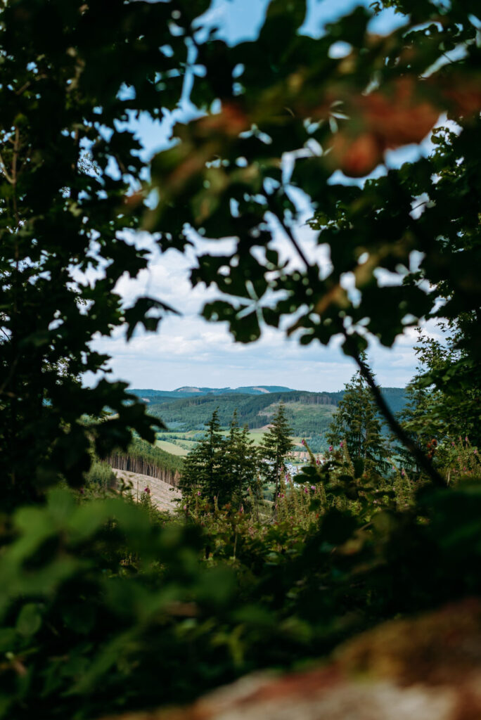 Blick durch das Laub in die Ferne