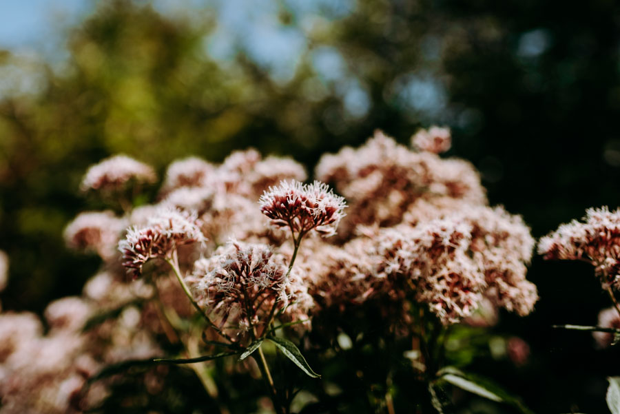 Nahaufnahme von rosa-blühenden Wildblumen im Sonnenschein