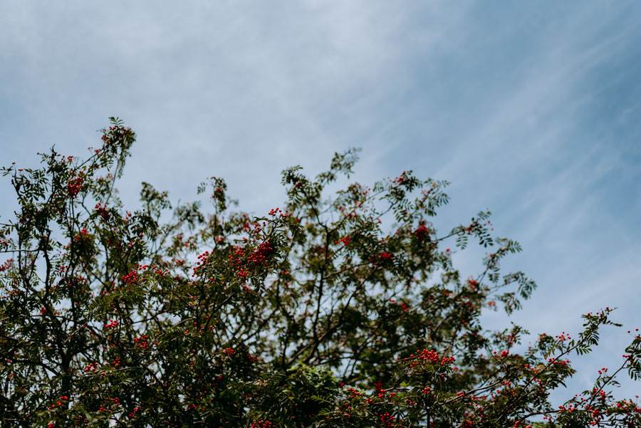 Vogelbeerbaum mit roten Beeren vor blauem Sommerhimmel