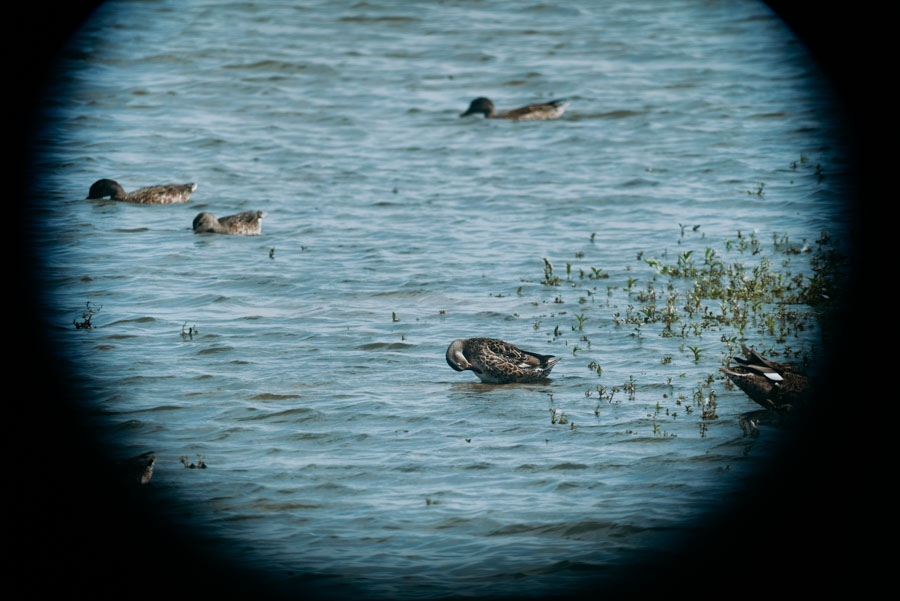 Blick durchs Fernglas auf schwimmende Enten im Haringvliet