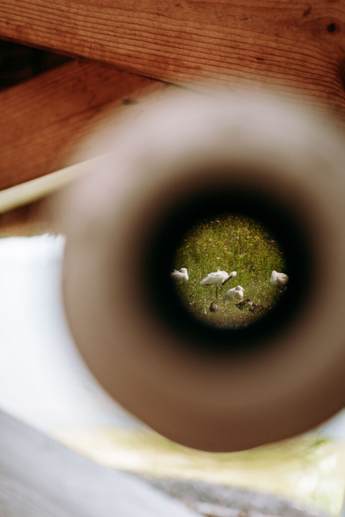 Blick durchs Fernglas auf weiße Vögel auf einer Wiese vor dem Haringvliet