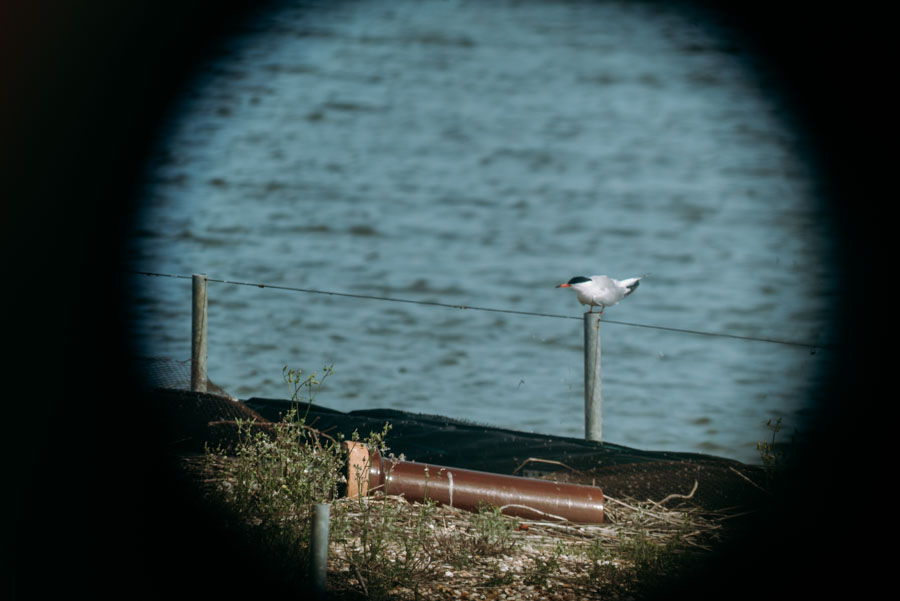 Blick durchs Fernglas auf eine Seeschwalbe am Ufer des Haringvliet