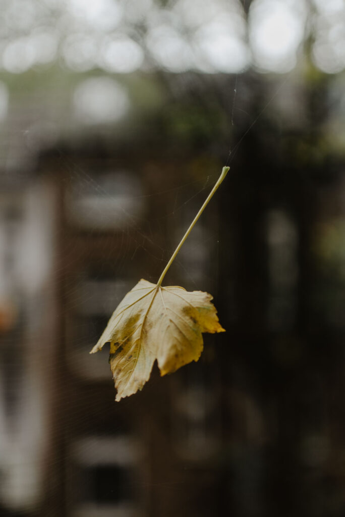 Ein einzelnes, gelbes Herbstblatt hängt an einem dünnen Faden in einem Spinnennetz vor einem verschwommenen Hintergrund.