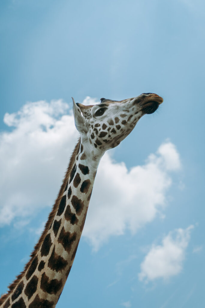 Giraffe vor blauem Himmel aus der Froschperspektive fotografiert.