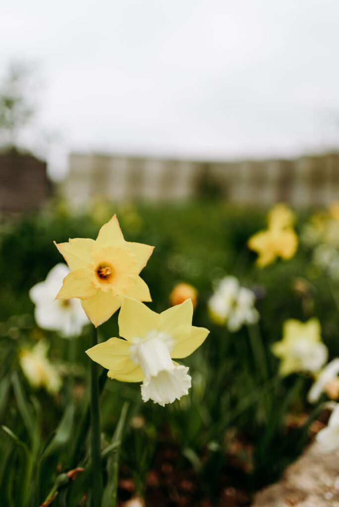 Gelbe und weiße Narzissen auf dem Gelände des Krewelshofs