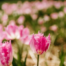 Nahaufnahme einer rosa gefransten Tulpe auf dem Krewelshof