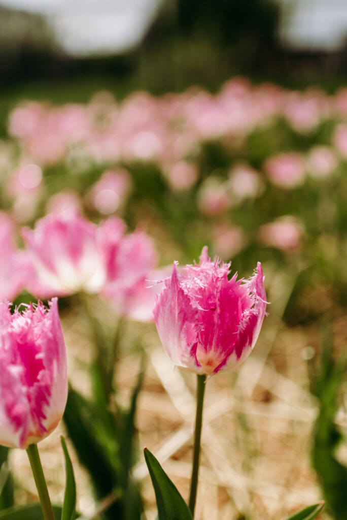 Nahaufnahme einer rosa gefransten Tulpe auf dem Krewelshof