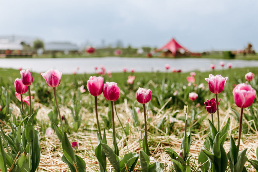 Rosa Tulpen vor einem See und rotem Zelt auf dem Krewelshof