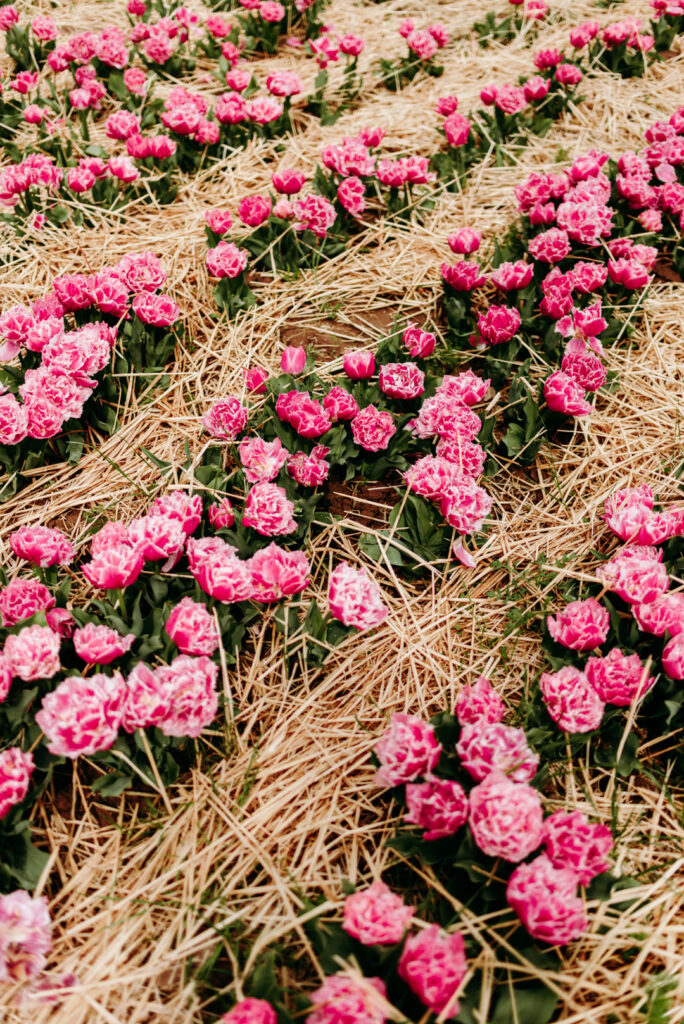 Rosa Tulpen zwischen Stroh auf den Feldern des Krewelshofs