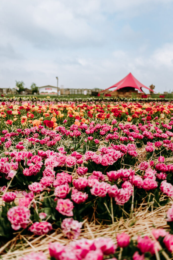 Weites Tulpenfeld mit pinken Blüten und rotem Zelt auf dem Krewelshof