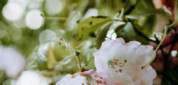 Nahaufnahme Rhododendron souliei mit zarten weiß-rosa Blüten